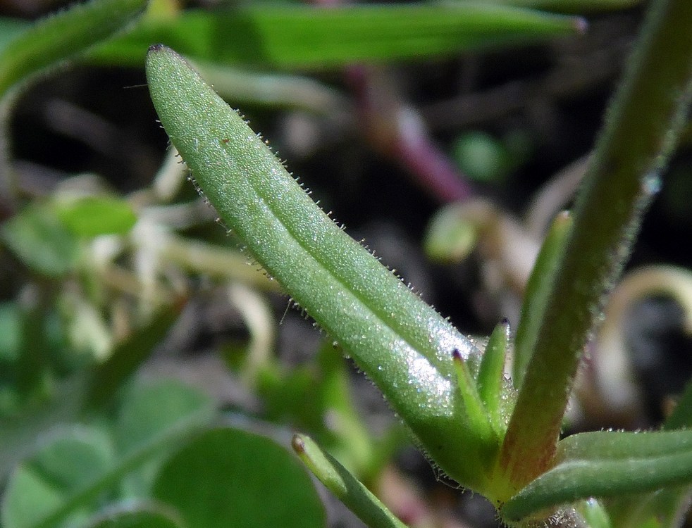 Изображение особи Dichodon viscidum.