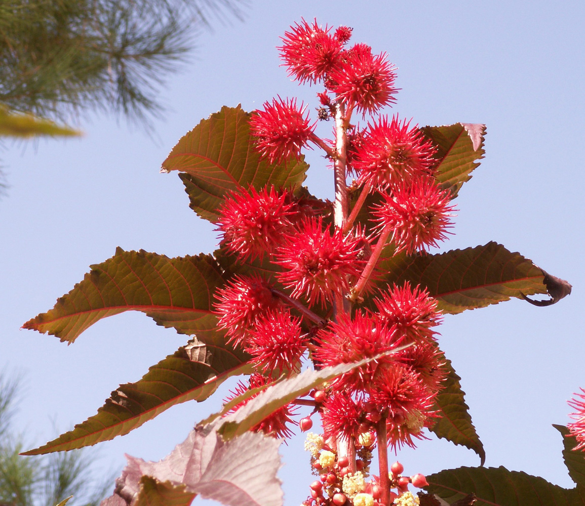 Изображение особи Ricinus communis.