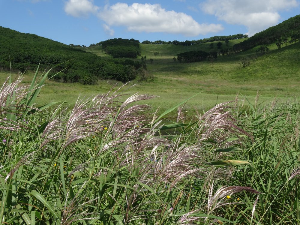 Изображение особи род Miscanthus.