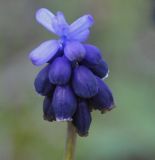 Muscari neglectum