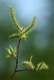 Salix boganidensis