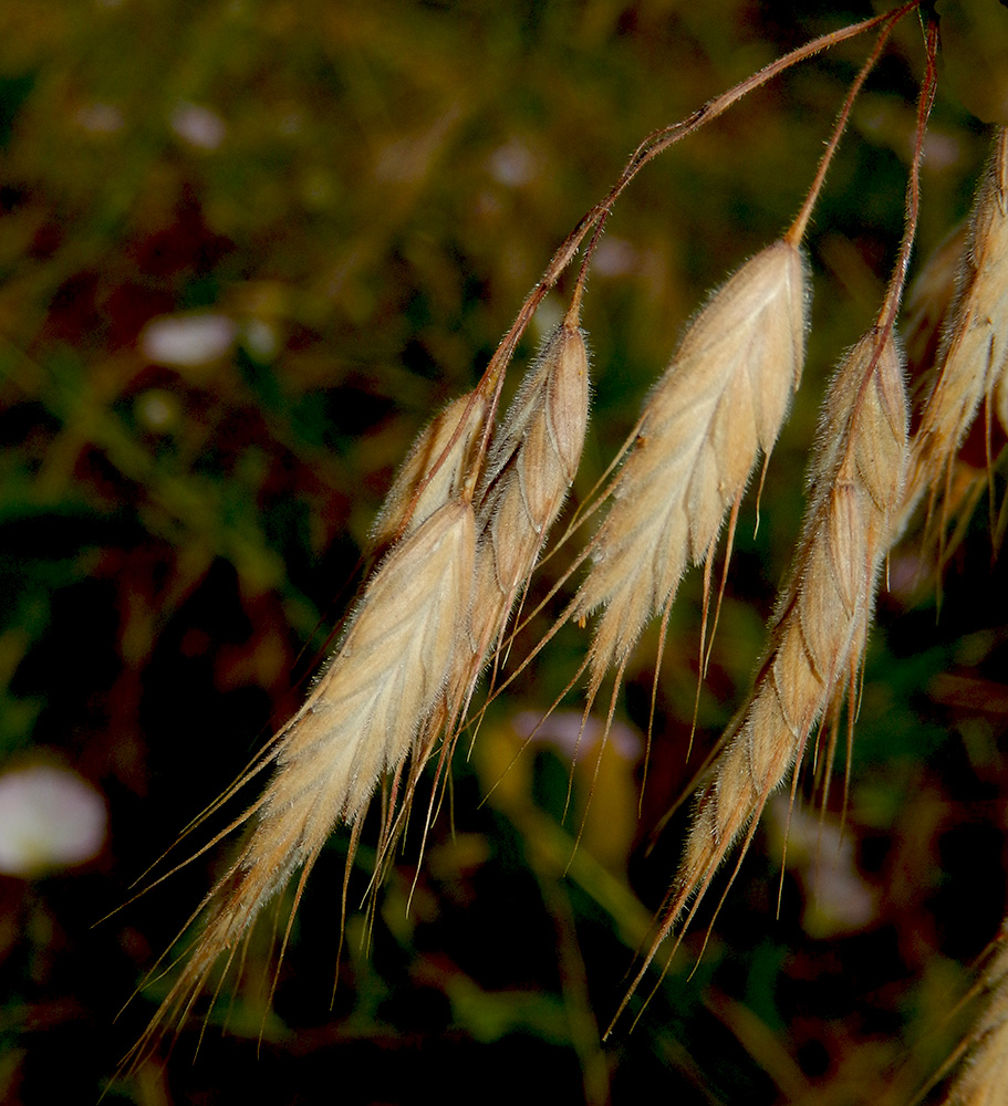 Image of Bromus wolgensis specimen.