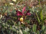 Pedicularis ochotensis