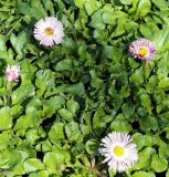 Bellis perennis. Цветущее растение. Краснодарский край, г. Сочи, Дендрарий. 22.03.2017.