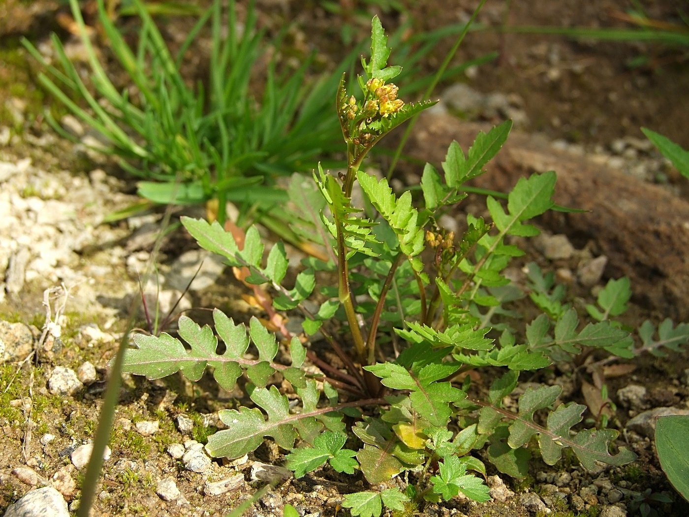 Изображение особи Rorippa palustris.