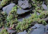 Bryum argenteum