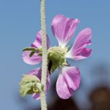 Malva unguiculata