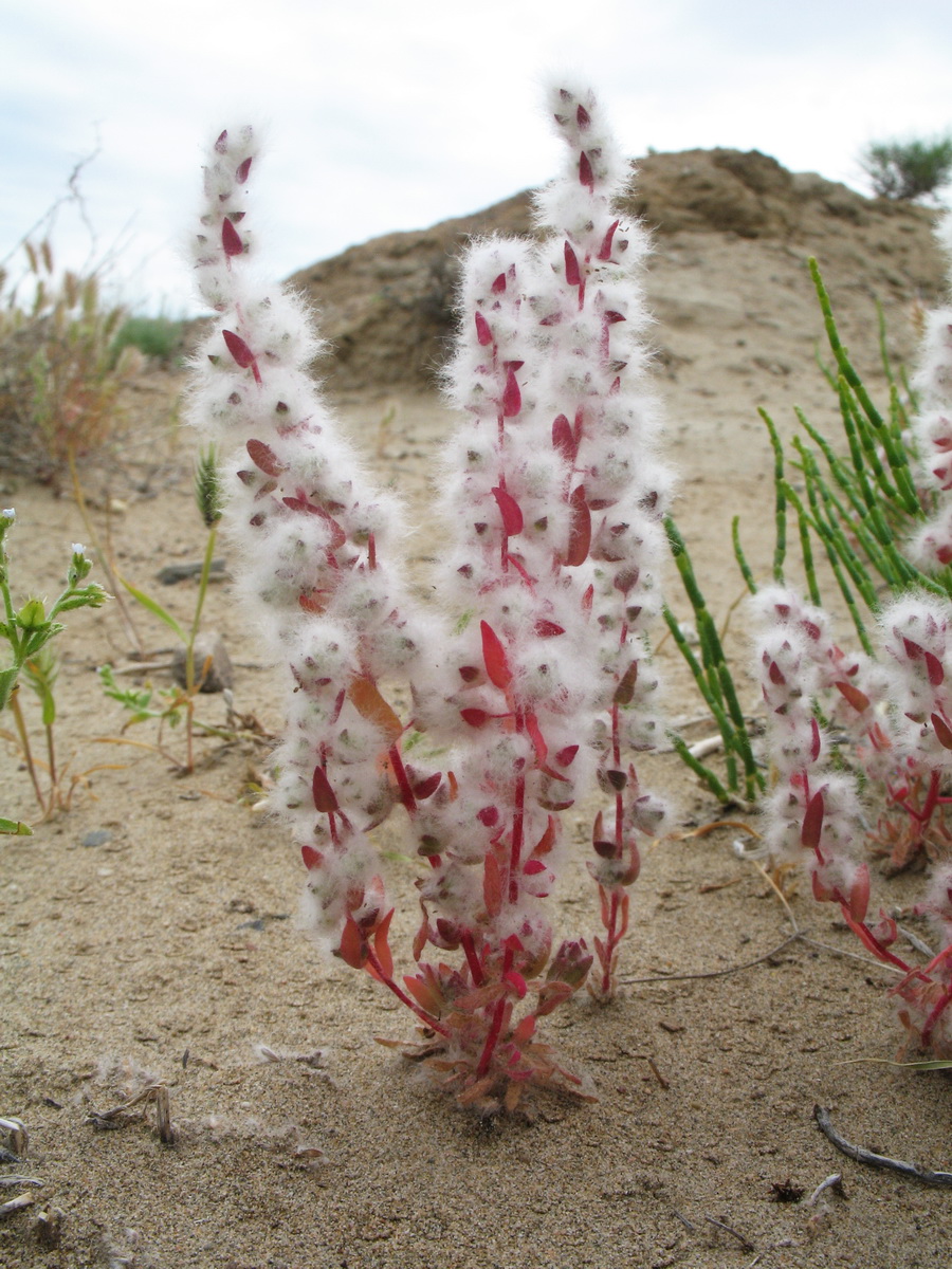 Image of Bassia eriantha specimen.