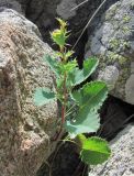 Berberis vulgaris. Молодое растение. Кабардино-Балкария, Эльбрусский р-н, окр. пос. Эльбрус, ок. 1750 м н.у.м., каменистое место. 22.08.2017.