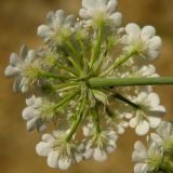 Astrodaucus littoralis