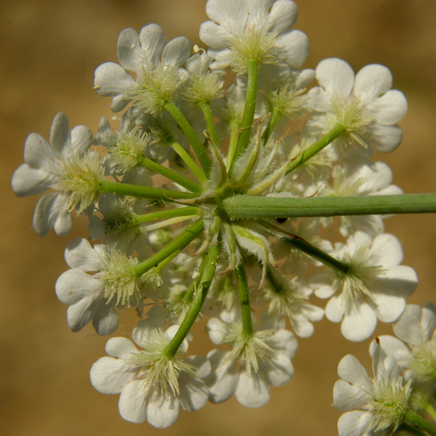 Изображение особи Astrodaucus littoralis.