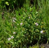 Gratiola officinalis