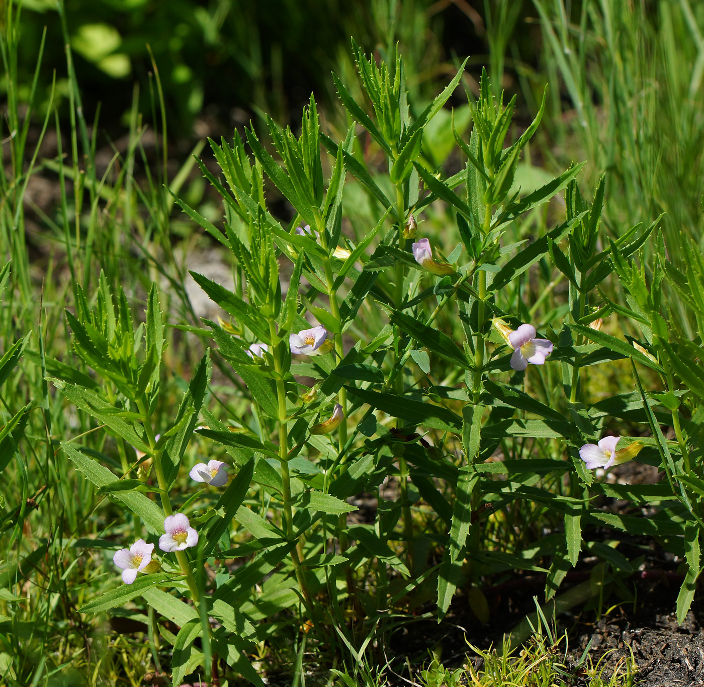 Изображение особи Gratiola officinalis.