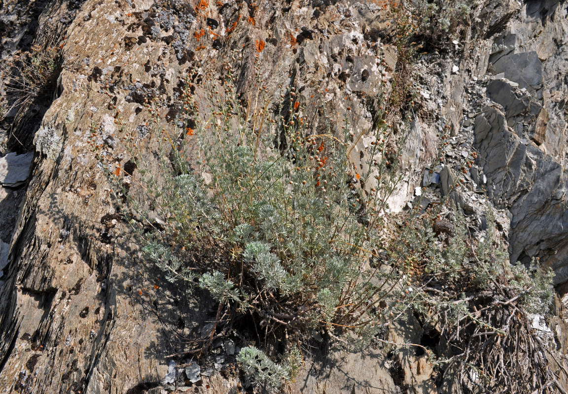 Изображение особи Artemisia rutifolia.