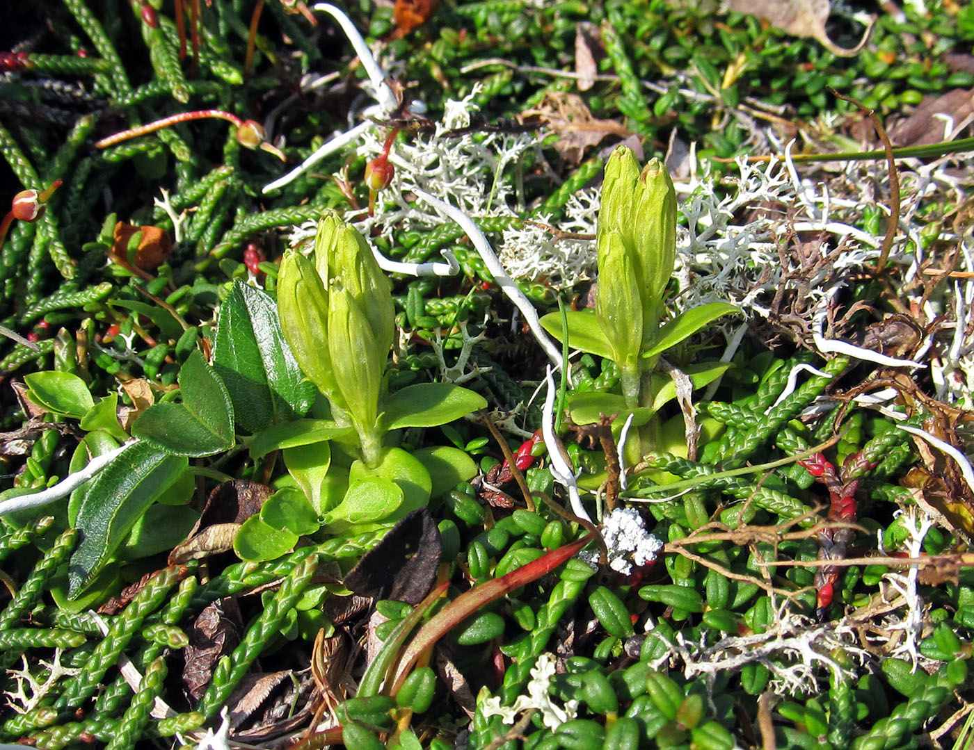 Изображение особи Gentiana glauca.