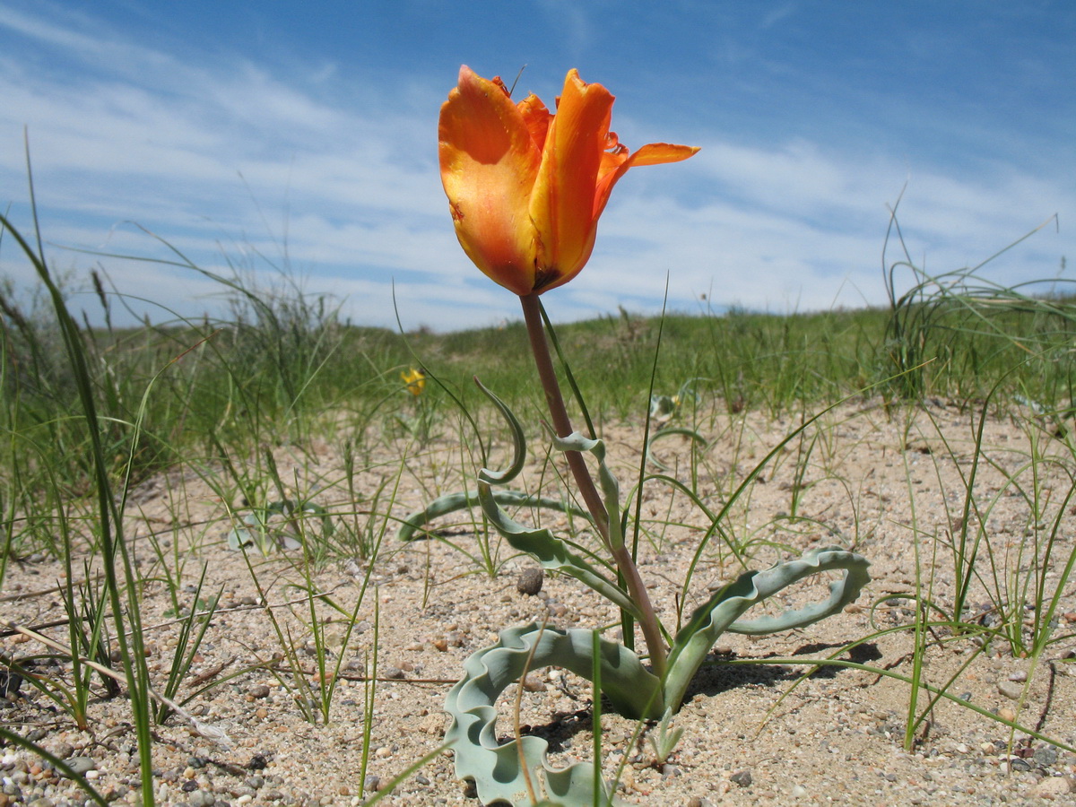 Изображение особи Tulipa lehmanniana.