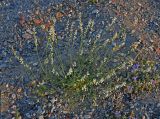 Astragalus tenuis