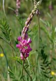 Onobrychis sibirica