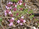 Thymus moldavicus