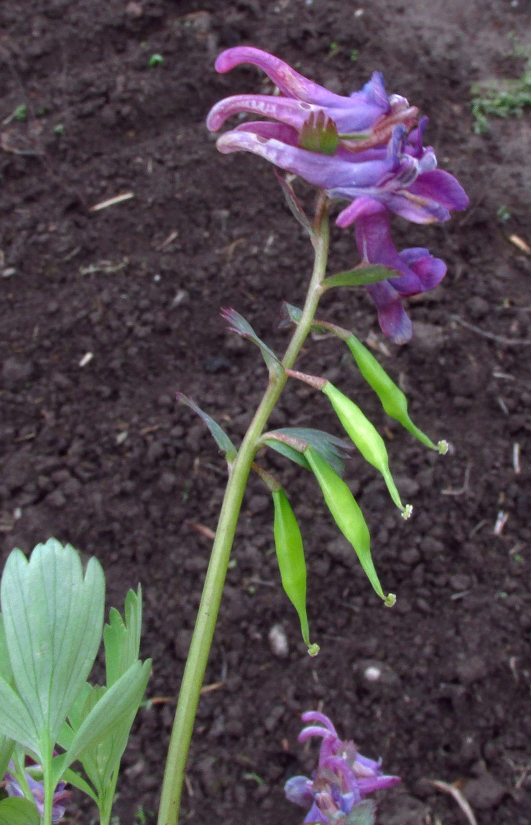 Изображение особи Corydalis tamarae.