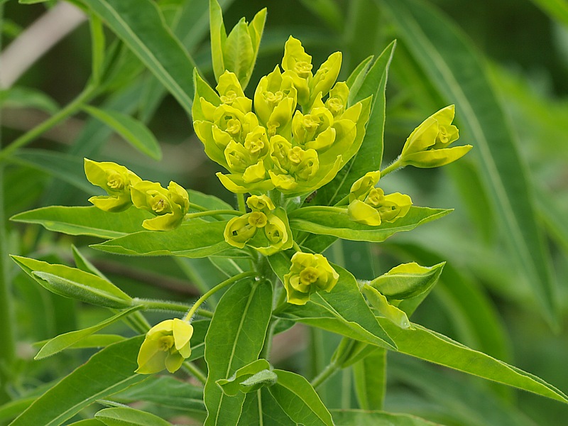 Изображение особи Euphorbia procera.