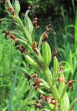 Orchis purpurea подвид caucasica. Часть соплодия. Краснодарский край, Абинский р-н, окр. пос. Новый, лес близ дороги. 01.06.2018.