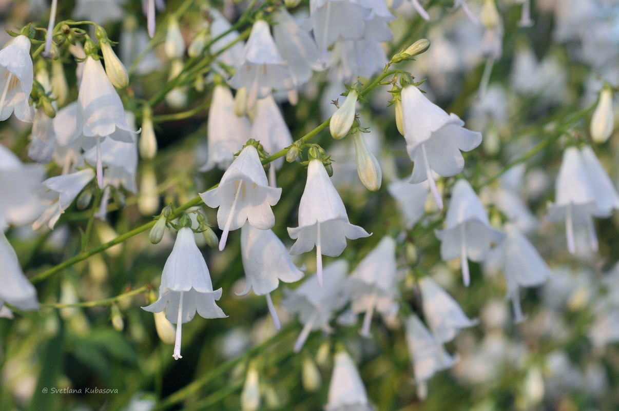 Изображение особи Adenophora liliifolia.