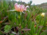 Carpobrotus edulis. Цветущее растение. Португалия, округ Лиссабон, муниципалитет Синтра, национальный парк Синтра-Кашкайш, кряж Серра-де-Синтра, у мыса Рока. 22.04.2018.