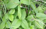 Fragaria moschata