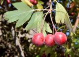 Crataegus turkestanica