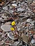 Tussilago farfara. Цветущее и плодоносящее растение. Новгородская обл., берег оз. Ильмень, геологический памятник \"Ильменский глинт\", прибрежный галечник. 10.05.2019.