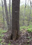 Cerasus sachalinensis. Нижняя часть ствола. Приморский край, окр. г. Владивостока, в широколиственном лесу. 08.05.2020.