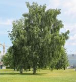 Betula pendula. Плодоносящее дерево. Пермский край, г. Пермь, Ленинский р-н, городская эспланада, сквер, в озеленении. 06.07.2020.