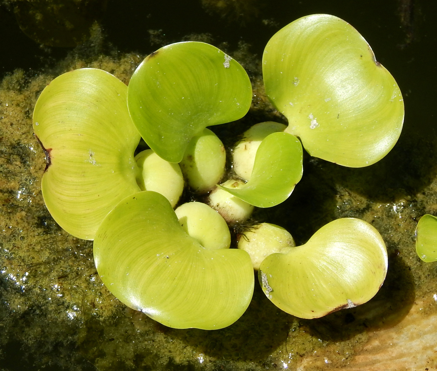 Изображение особи Eichhornia crassipes.