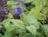 Scutellaria altissima