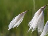 Eriophorum angustifolium. Соплодия. Мурманская обл., Кандалакшский р-н, Княжегубское вдхр., низкий заболоченный берег оз. Нотозеро. 22.07.2020.