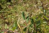 Cotoneaster uniflorus. Листья. Республика Алтай, Усть-Коксинский р-н, долина реки Мульта, край заросшей кустарником поляны в окружении лиственичного леса. 30 июля 2020 г.