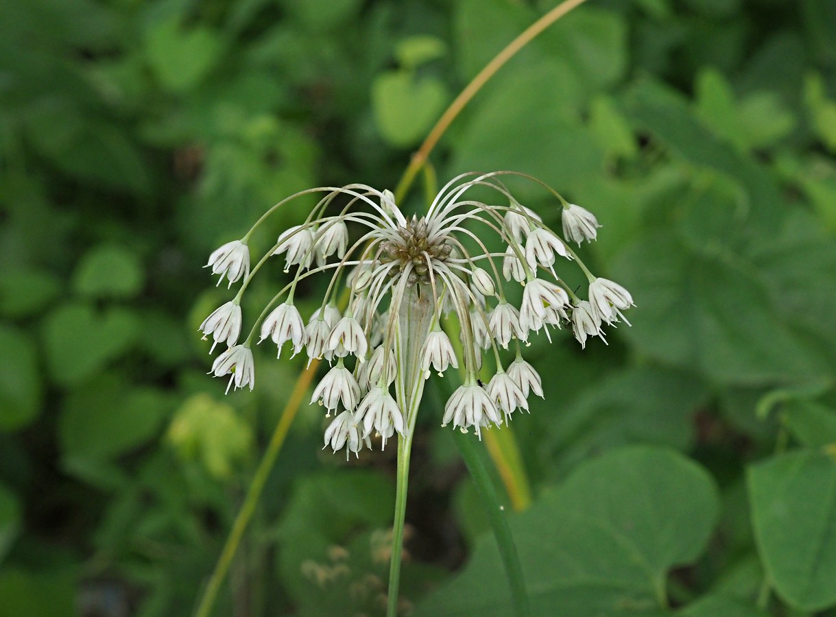 Изображение особи Allium oleraceum.