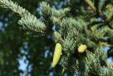 Picea glauca. Верхушка ветви с незрелыми шишками. Ленинградская обл., окр. пос. Дубки, дачный участок, в культуре. 27.08.2022.