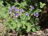 Lathyrus laxiflorus