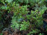 Juniperus sibirica. Ветвь с шишкоягодами. Алтай, оз. Кучерлинское. 18.07.2008.