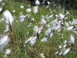 Eriophorum angustifolium. Верхушки плодоносящих побегов. Магаданская обл., окр. г. Магадан, водораздел между бухтой Нагаева и р. Каменушка, исток руч. Корейский, кочкарная сырая тундра (300 м н.у.м.), осоко-пушициевый участок. 12.07.2023.