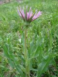 Tragopogon malikus