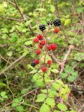 Rubus ibericus. Побег с плодами разной степени зрелости. Кавказ, Сочинский р-н, 10 км В пос. Лазаревское, пос. Татьяновка, 29 сентября 2005 г.