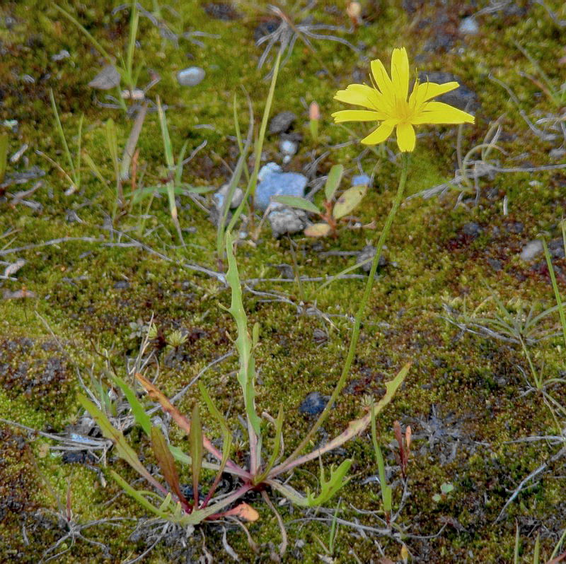 Image of Scorzoneroides autumnalis specimen.