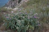 Phlomis taurica. Цветущее растение. Крым, окр. Севастополя, плато Карань. 3 мая 2012 г.