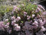 Asperula abchasica