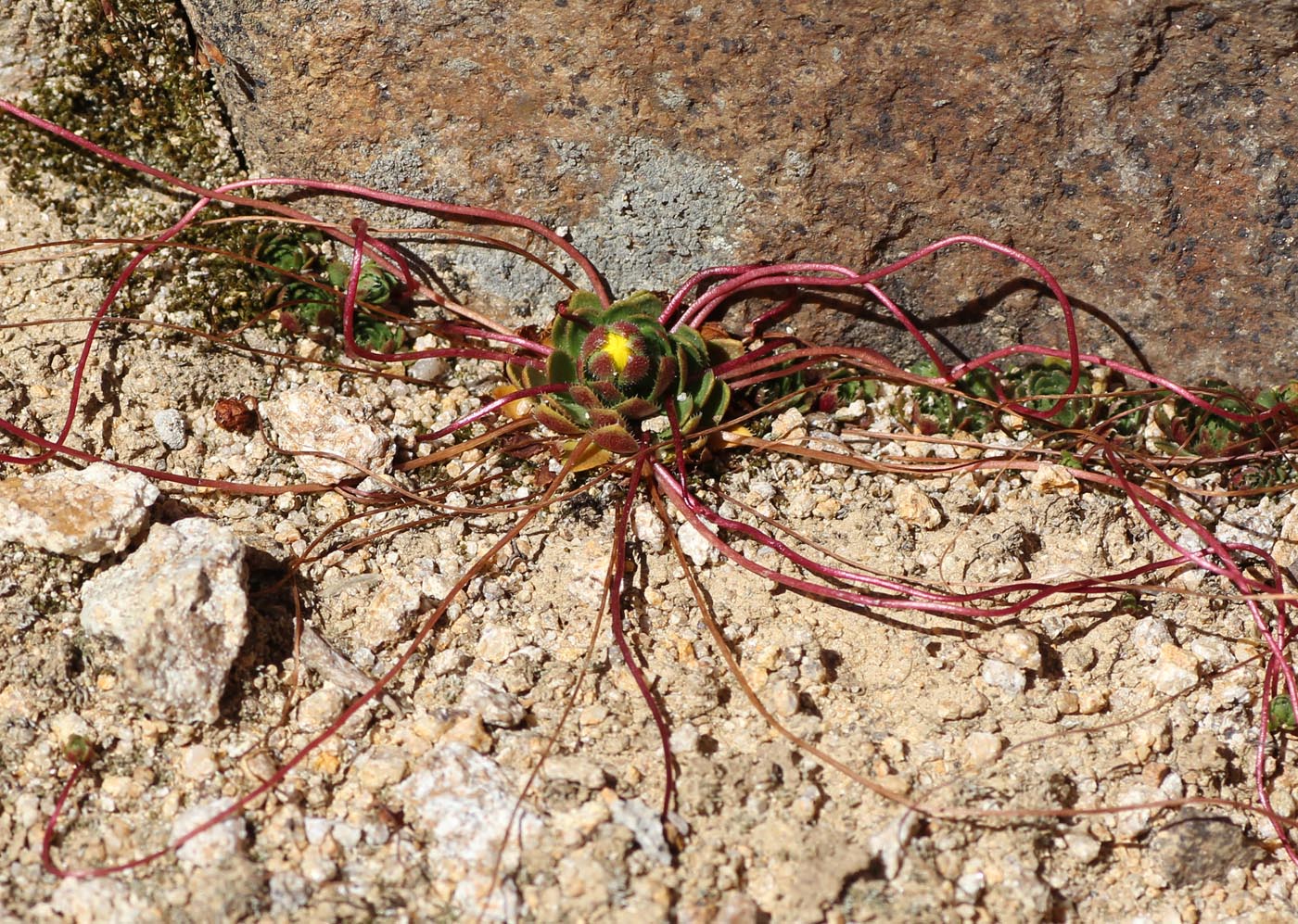 Изображение особи Saxifraga flagellaris.