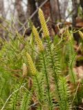 Lycopodium annotinum. Генеративные побеги со спороносными колосками. Мурманская обл., Североморский р-н, окр. пос. Росляково. 17.05.2009.