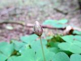 Oxalis acetosella